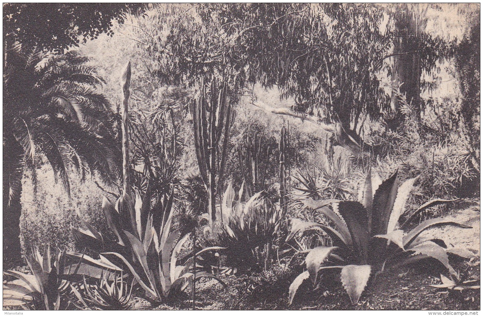 La Mortola - Giardino Hanbury - Agave E Euphorbie (101562) - Imperia