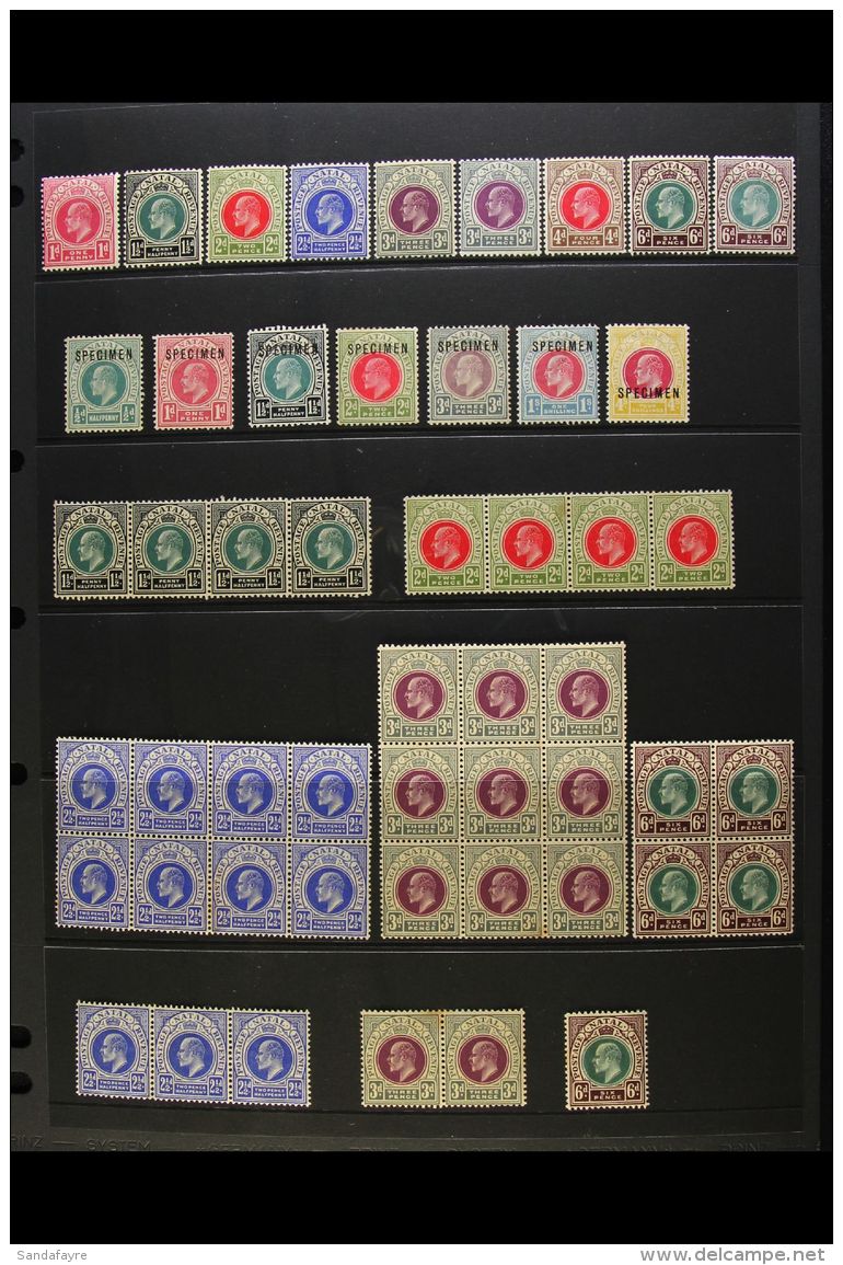 NATAL 1902-1909 KEVII MINT/NHM COLLECTION With "Specimen" Opt's &amp; Multiples. Neatly Presented On Stock Pages... - Non Classés