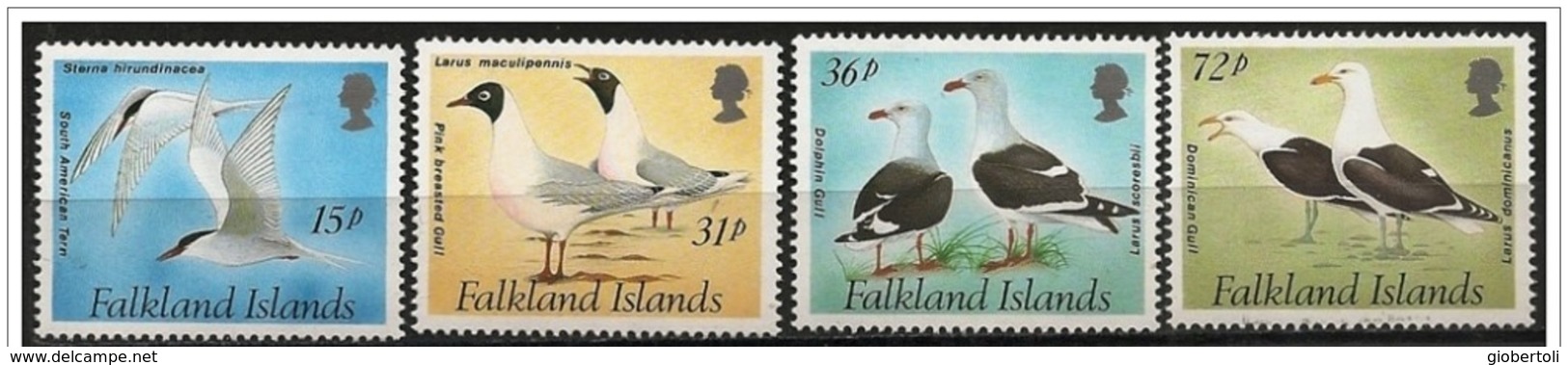 Falkland/Falklands: Sterna Hirundinacea, Larus Maculipennis, Larus Scoresbii, Larus Dominicanus - Albatros