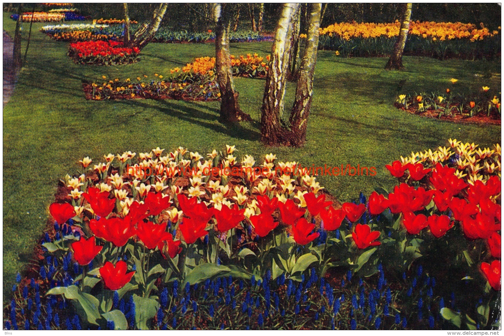 Keukenhof - Lisse - Lisse