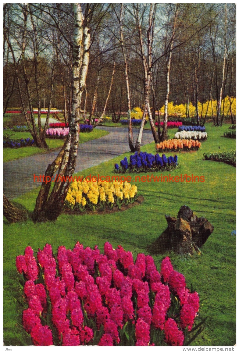 Keukenhof - Lisse - Lisse