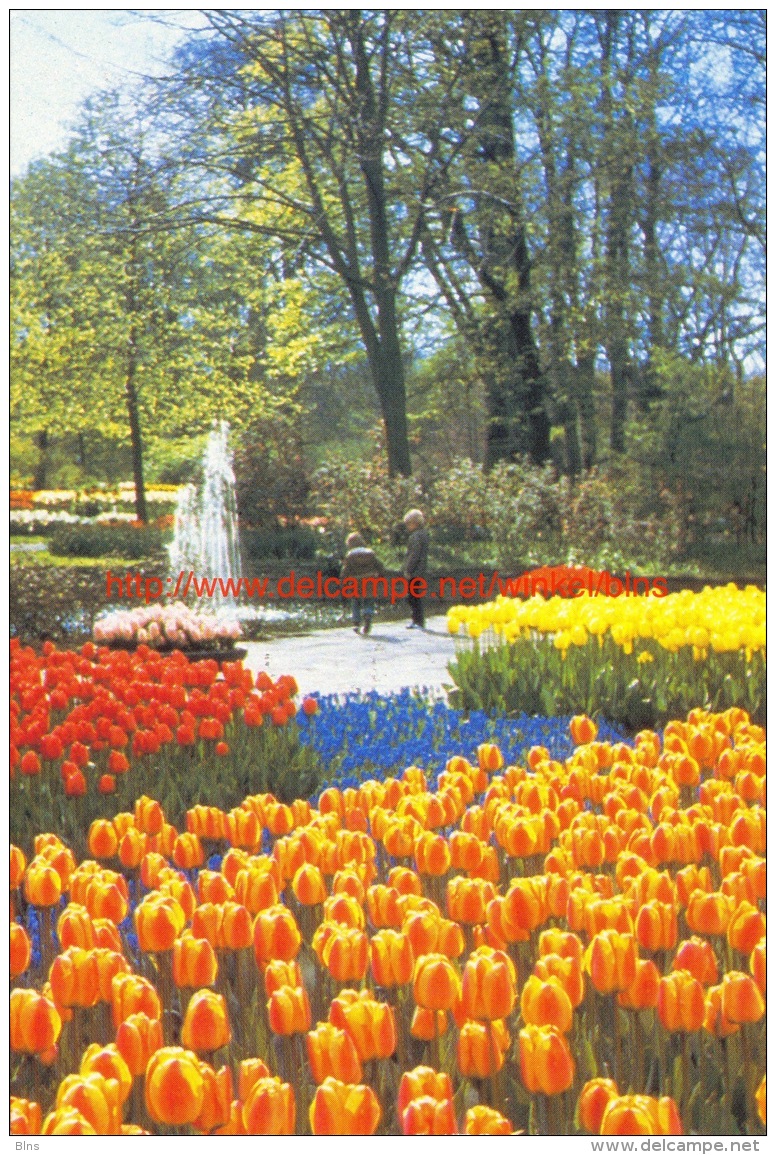 Keukenhof - Lisse - Lisse