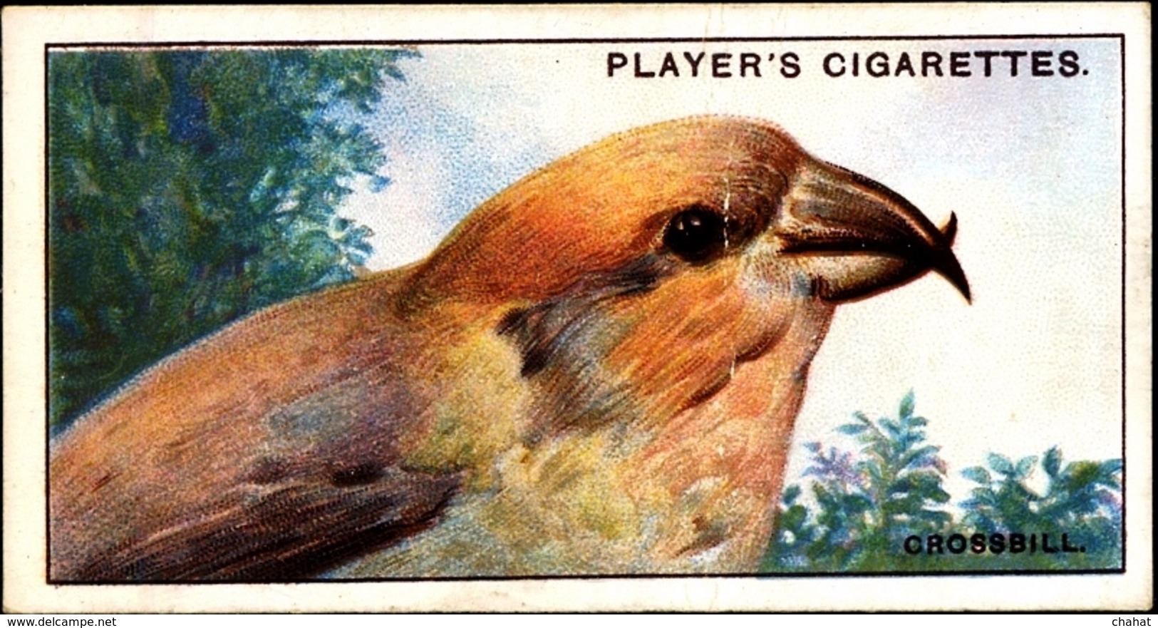 TOBACCO-CIGARETTES LABELS-JOHN PLAYERS & SONS-BIRDS-CURIOUS BEAKS-BIG COLLECTION-SCARCE-D4 - Autres & Non Classés