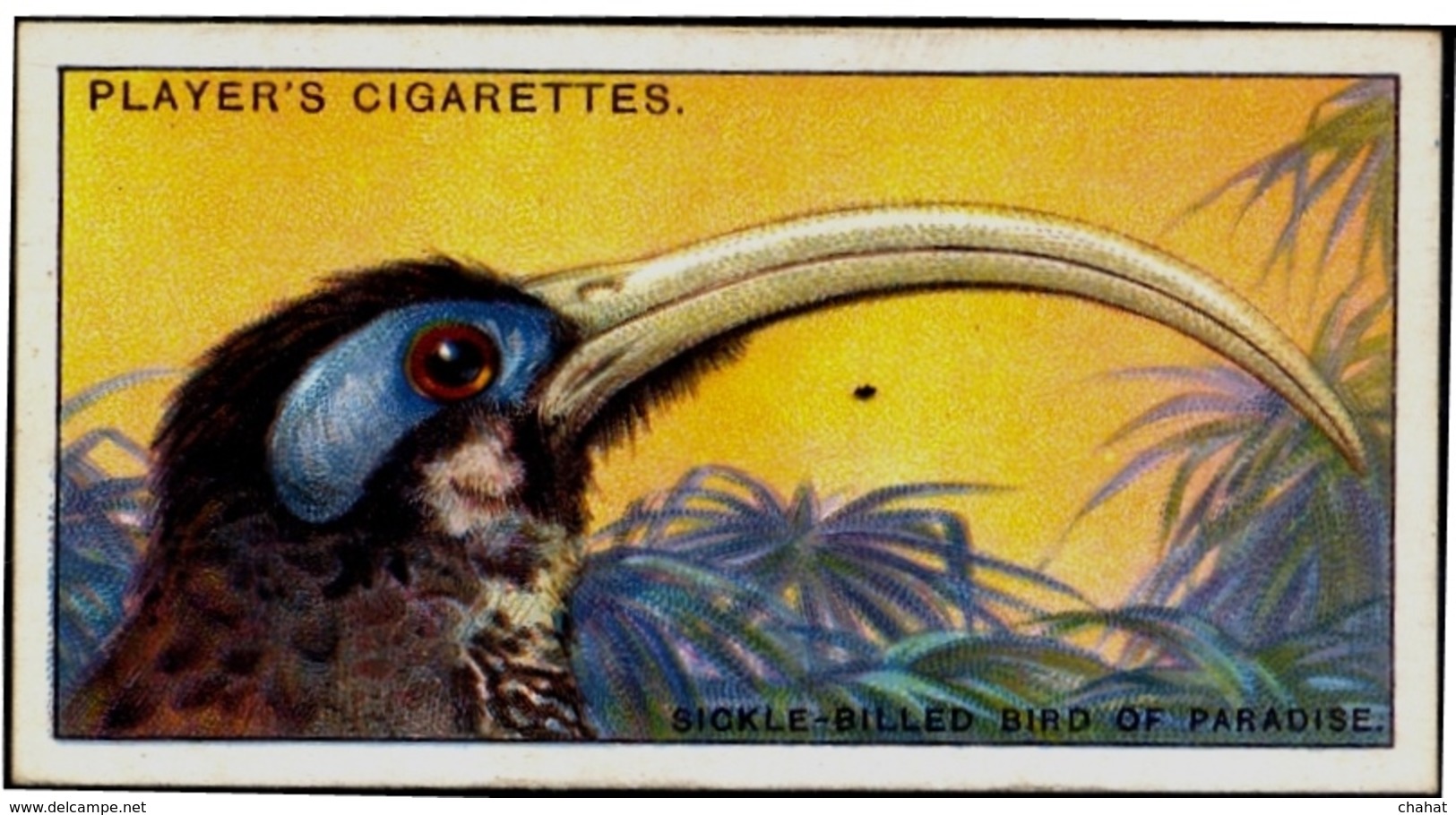 TOBACCO-CIGARETTES LABELS-JOHN PLAYERS & SONS-BIRDS-CURIOUS BEAKS-BIG COLLECTION-SCARCE-D4