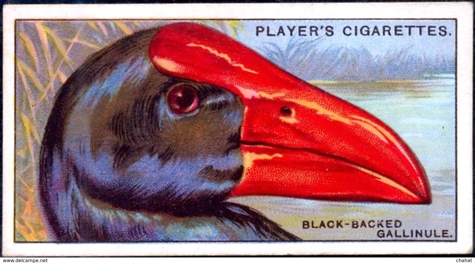 TOBACCO-CIGARETTES LABELS-JOHN PLAYERS & SONS-BIRDS-CURIOUS BEAKS-BIG COLLECTION-SCARCE-D4