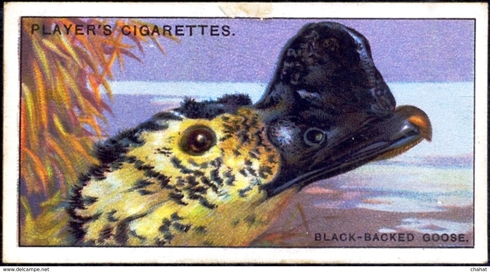 TOBACCO-CIGARETTES LABELS-JOHN PLAYERS & SONS-BIRDS-CURIOUS BEAKS-BIG COLLECTION-SCARCE-D4