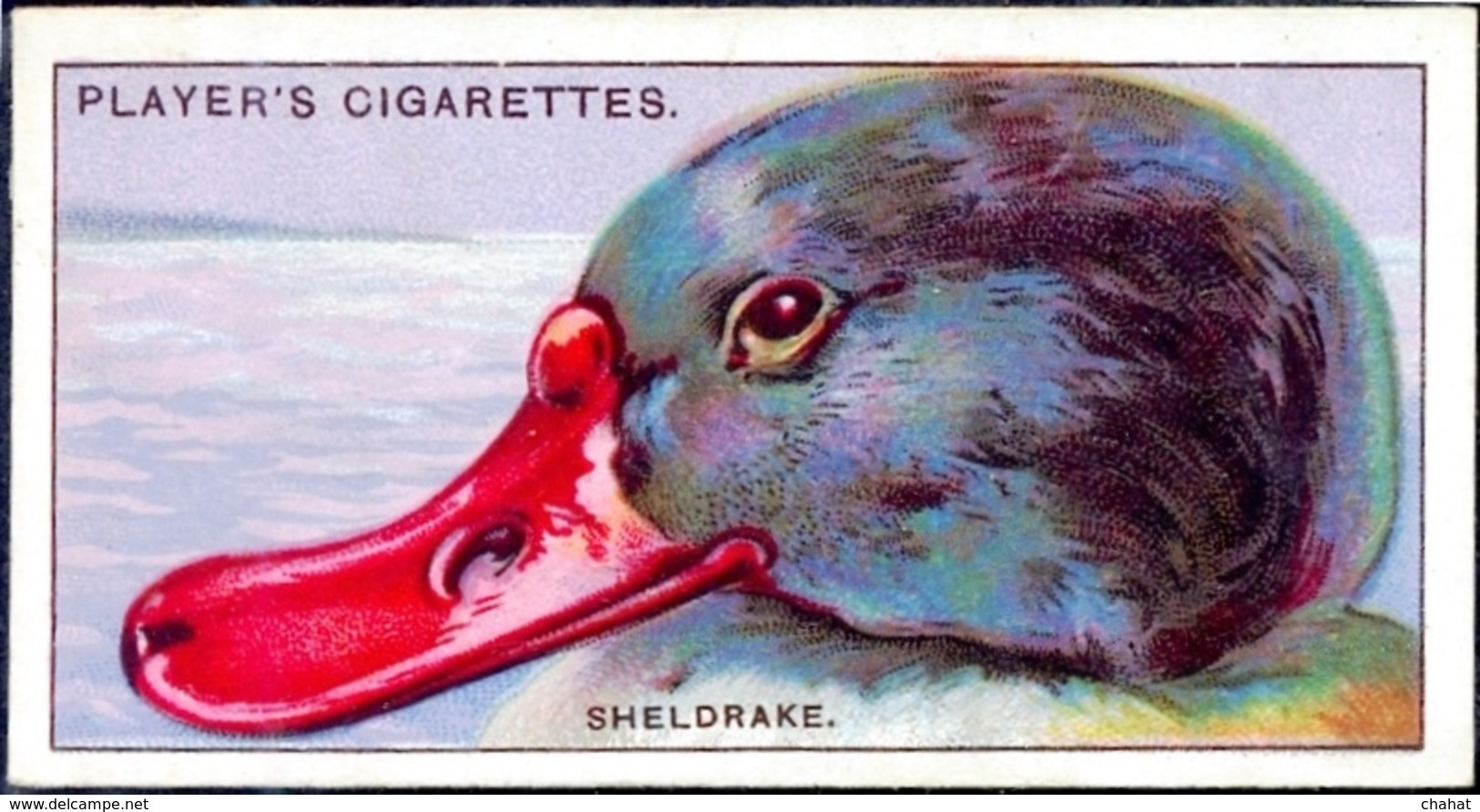 TOBACCO-CIGARETTES LABELS-JOHN PLAYERS & SONS-BIRDS-CURIOUS BEAKS-BIG COLLECTION-SCARCE-D4