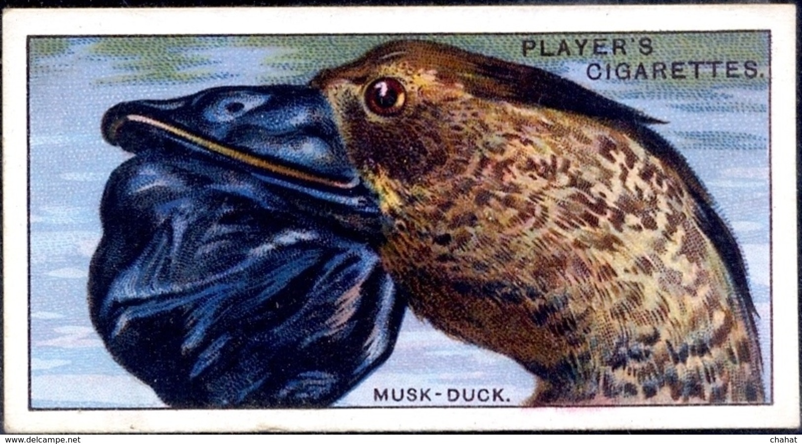 TOBACCO-CIGARETTES LABELS-JOHN PLAYERS & SONS-BIRDS-CURIOUS BEAKS-BIG COLLECTION-SCARCE-D4