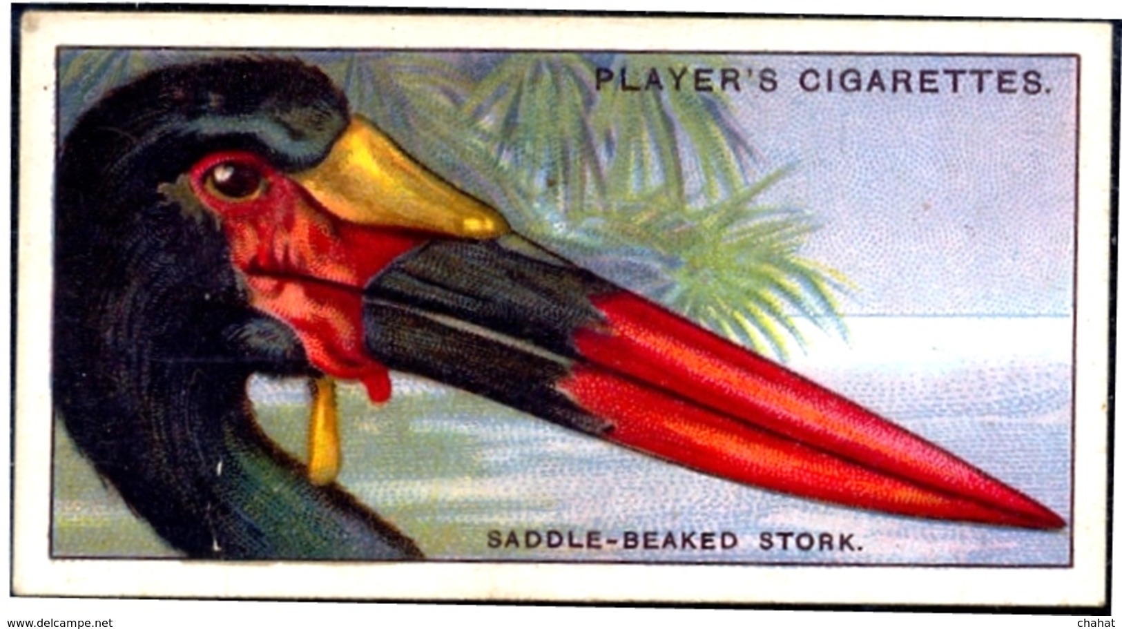 TOBACCO-CIGARETTES LABELS-JOHN PLAYERS & SONS-BIRDS-CURIOUS BEAKS-BIG COLLECTION-SCARCE-D4