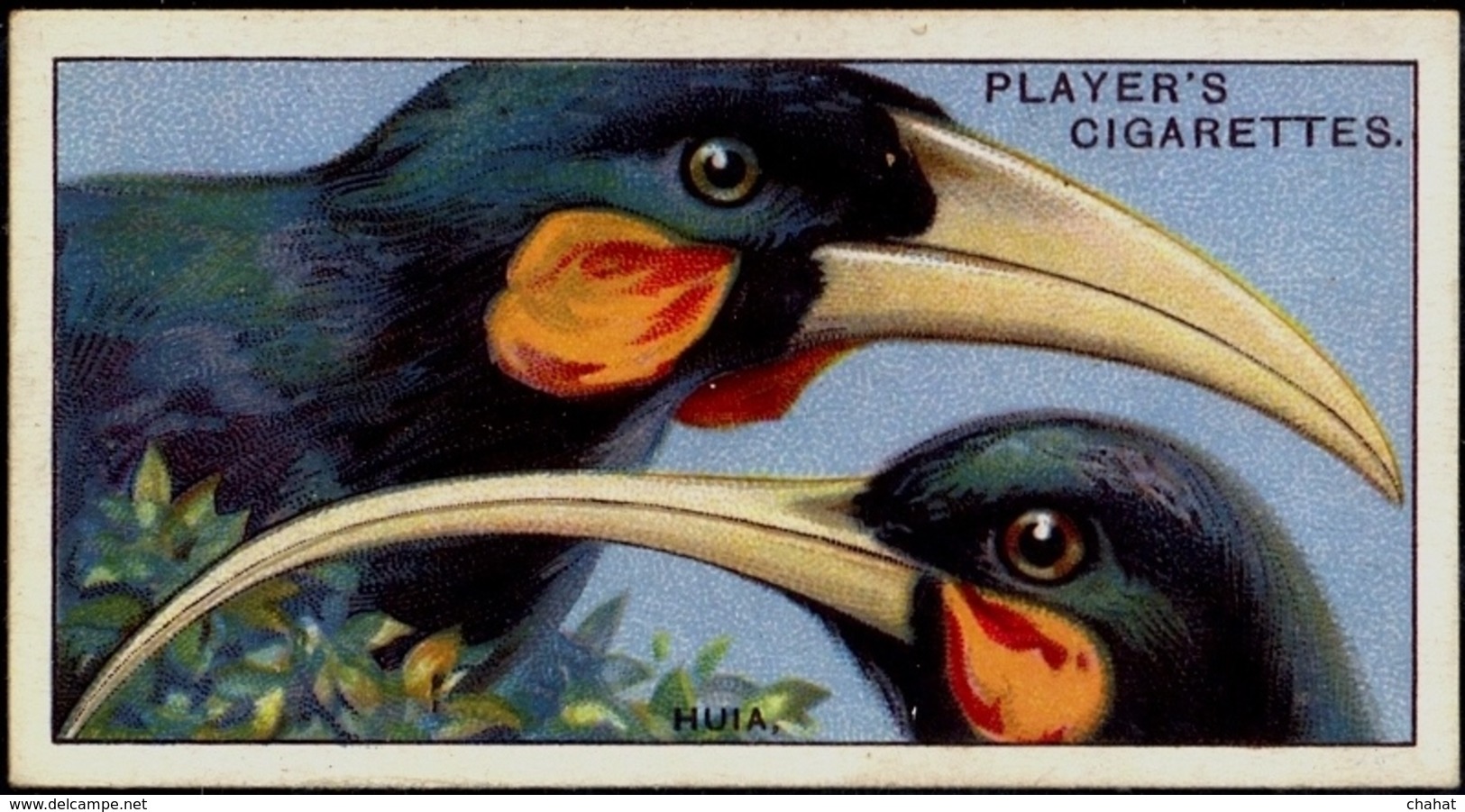 TOBACCO-CIGARETTES LABELS-JOHN PLAYERS & SONS-BIRDS-CURIOUS BEAKS-BIG COLLECTION-SCARCE-D4