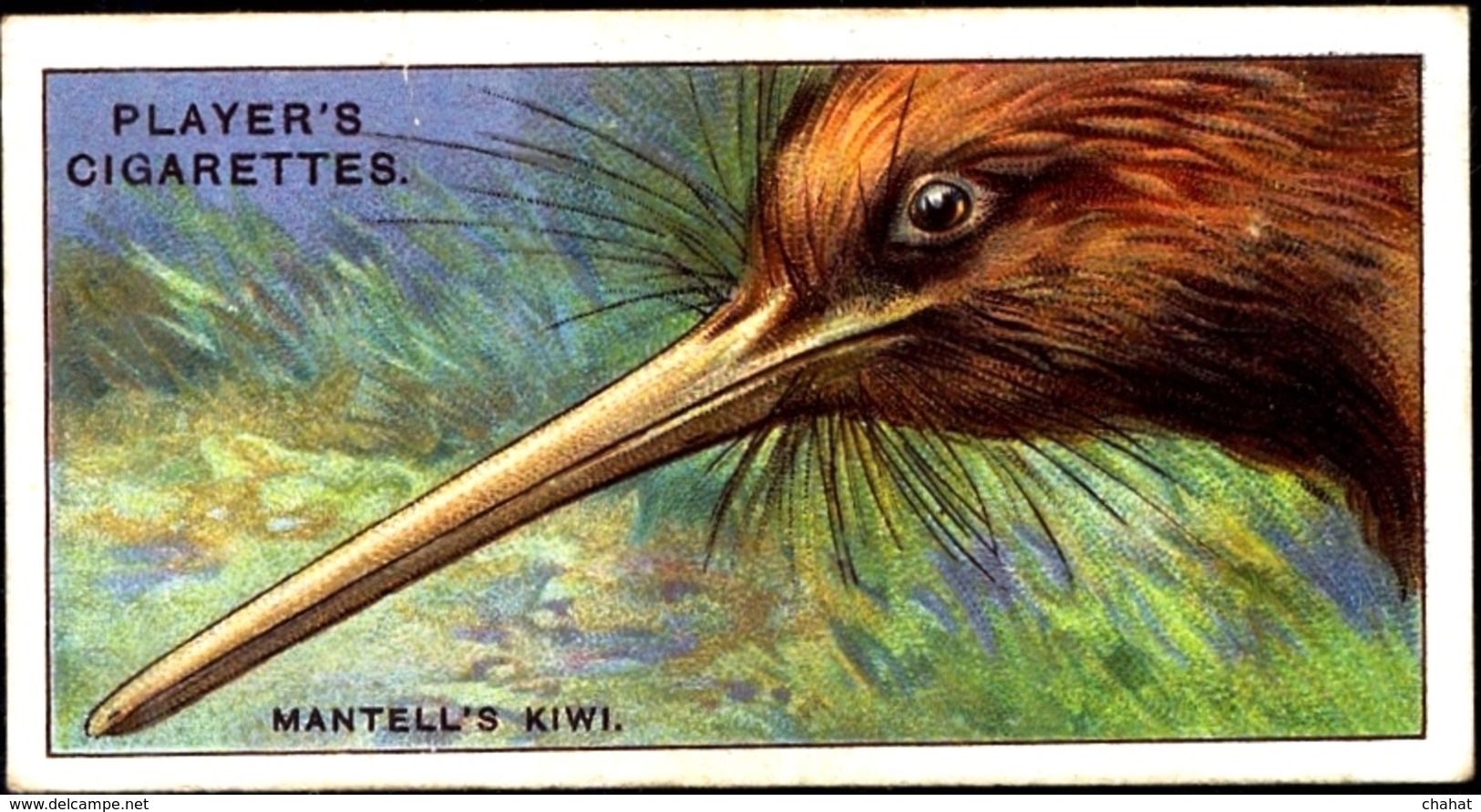 TOBACCO-CIGARETTES LABELS-JOHN PLAYERS & SONS-BIRDS-CURIOUS BEAKS-BIG COLLECTION-SCARCE-D4