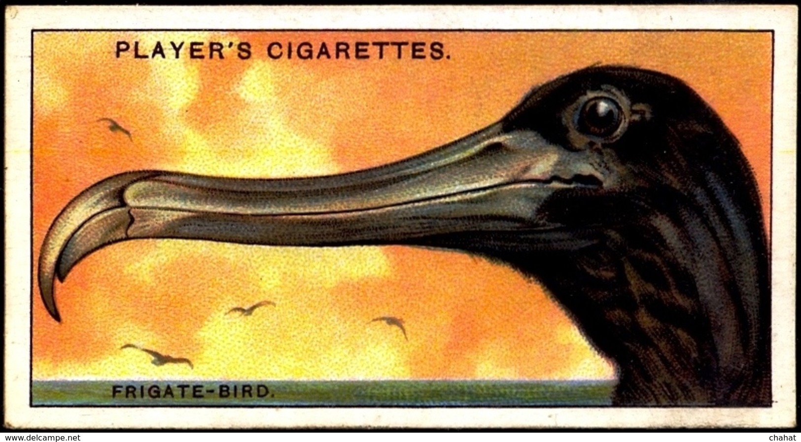 TOBACCO-CIGARETTES LABELS-JOHN PLAYERS & SONS-BIRDS-CURIOUS BEAKS-BIG COLLECTION-SCARCE-D4