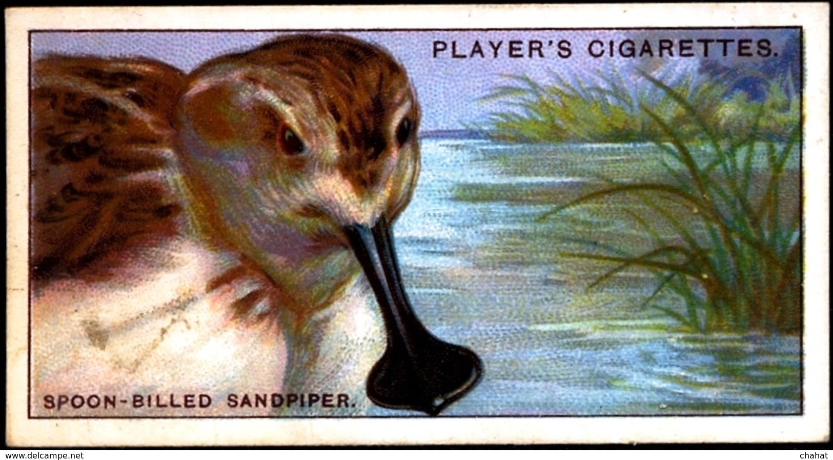 TOBACCO-CIGARETTES LABELS-JOHN PLAYERS & SONS-BIRDS-CURIOUS BEAKS-BIG COLLECTION-SCARCE-D4