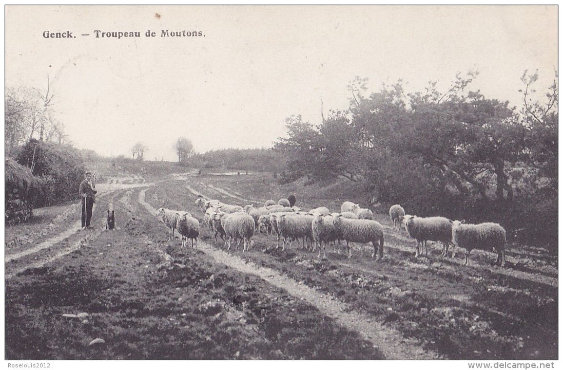 GENK : Troupeau De Moutons - Andere & Zonder Classificatie