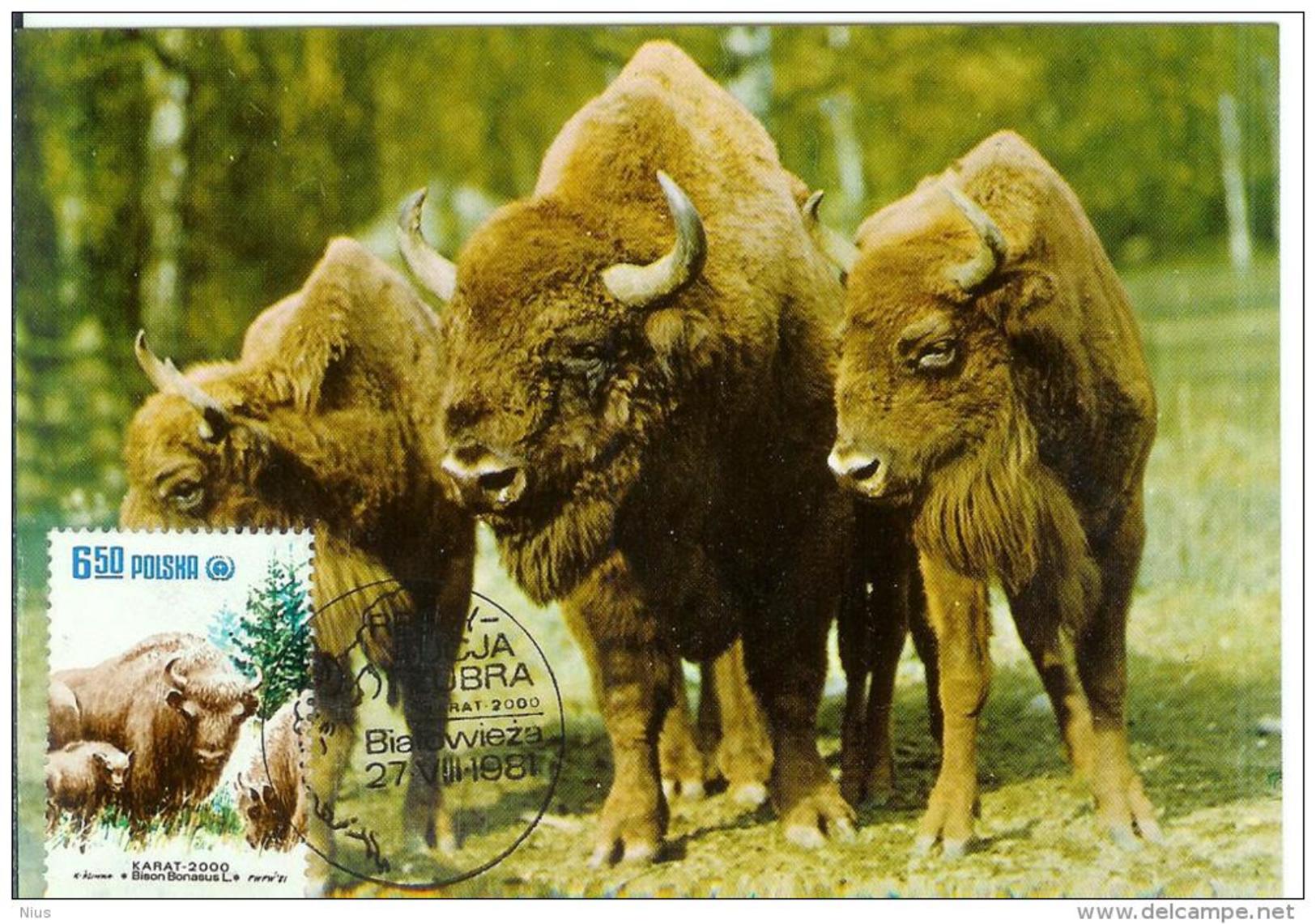 Poland Polska 1981 Fauna Wisent Bison Animal Mammal Canceled In Bialowieza - Maximumkaarten