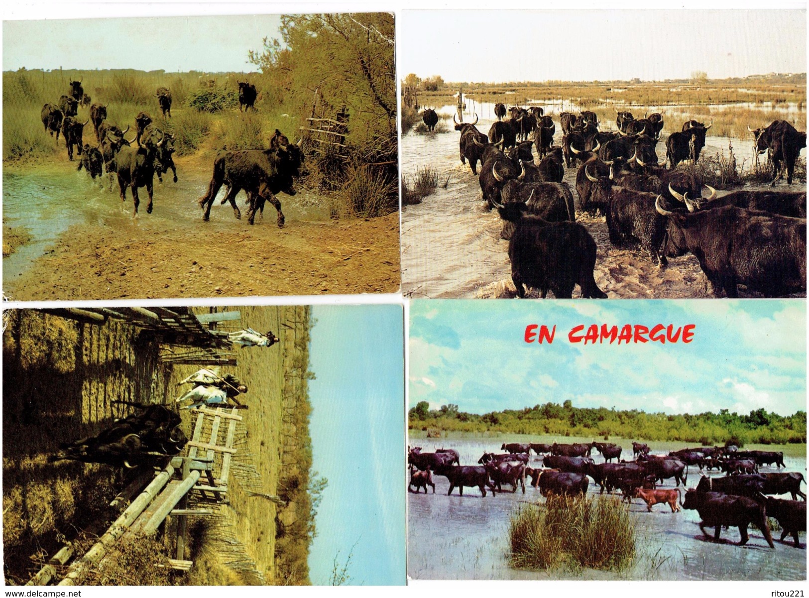 LOT 4 Cpm - CAMARGUE - Manade De Taureaux Sauvages - - Taureaux