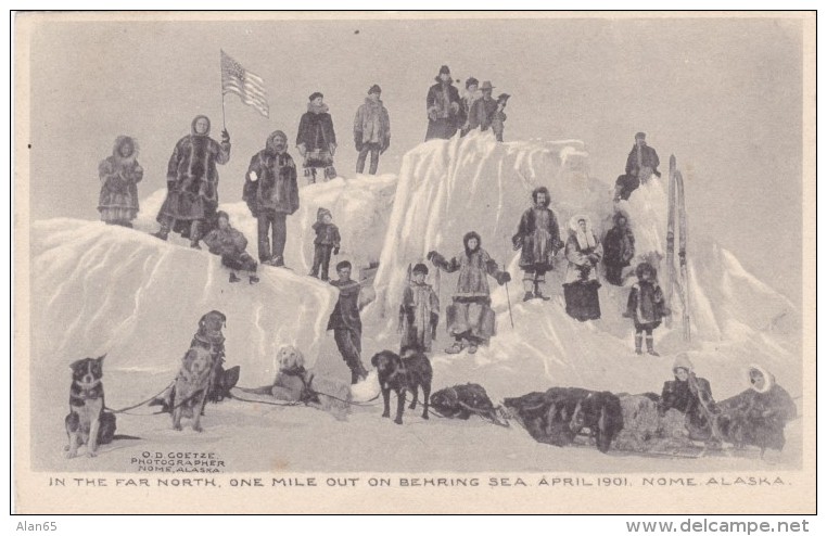 1 Mile Out In Bering Sea Near Nome Alaska, People And Sled Dogs Stand On Ice, C1900s Vintage Albertype Postcard - Sonstige & Ohne Zuordnung