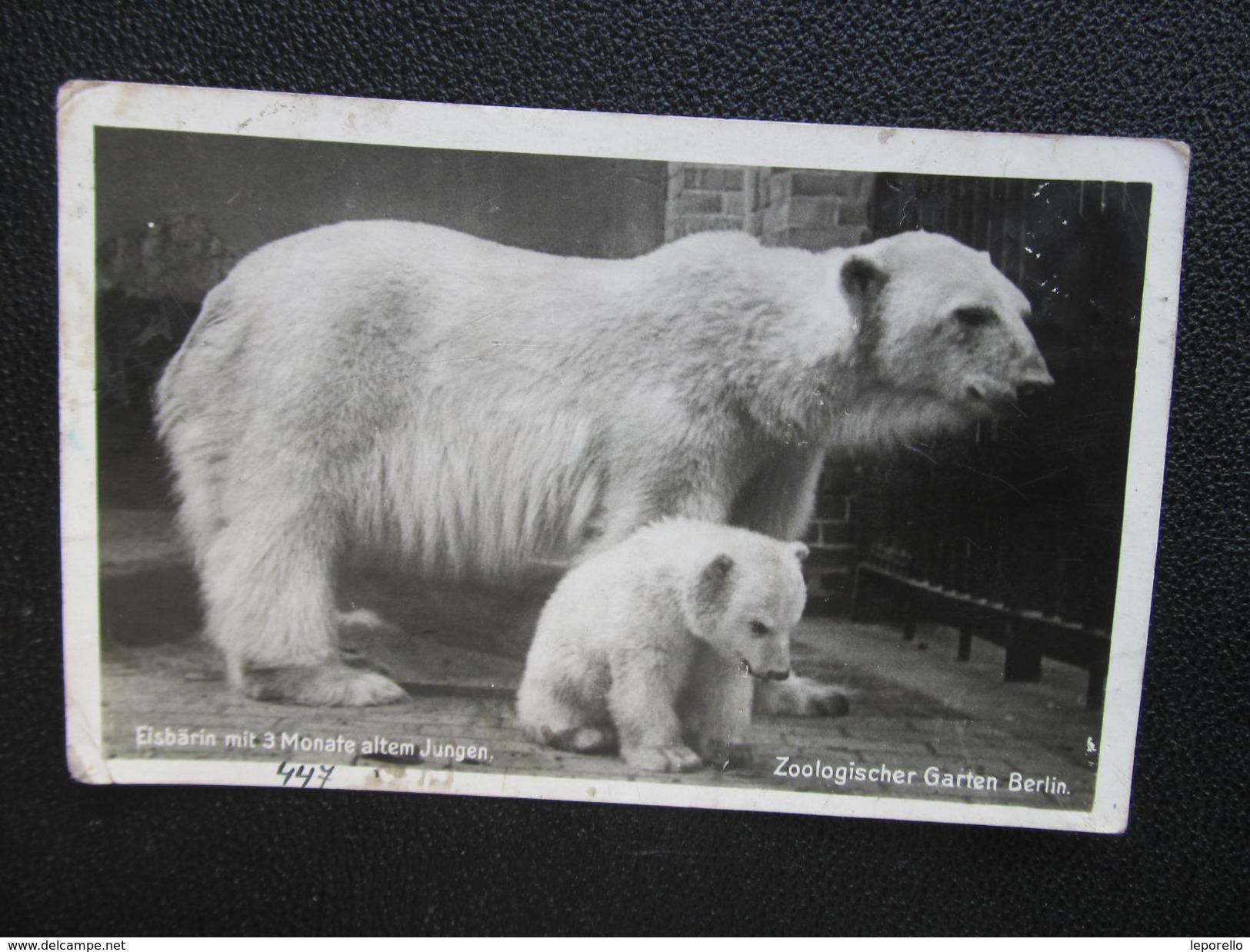 AK BERLIN ZOO Tiergarten Bär Eisbär Bear 1941 /// D*24844 - Dierentuin