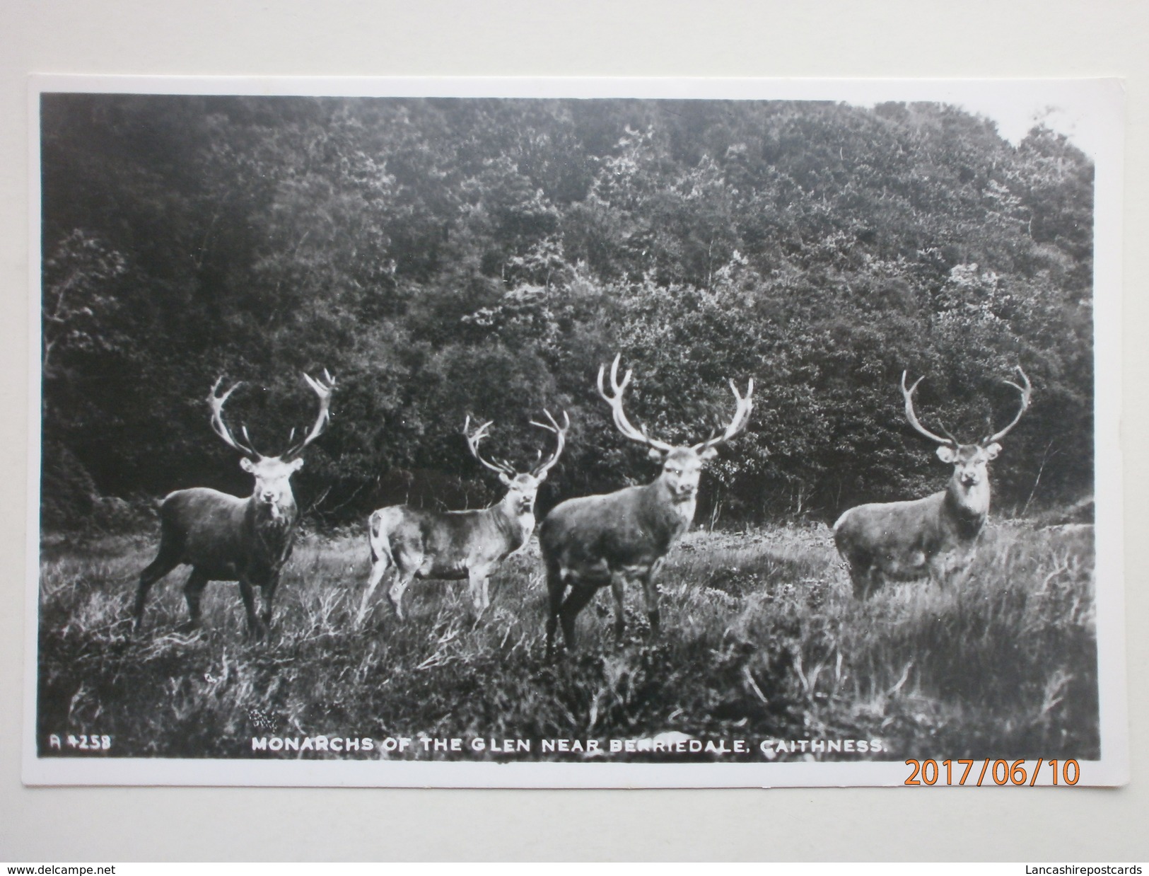 Postcard Monarchs Of The Glen [ Deer ] Nr Berriedale Caithness Scotland RP My Ref B11328 - Caithness