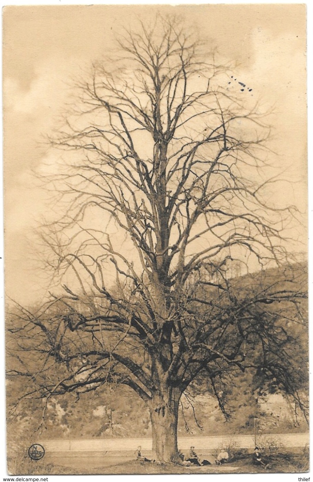 Falmignoul NA1: Arbres Remarquables De La Province De Namur. Tilleul 1921 - Dinant