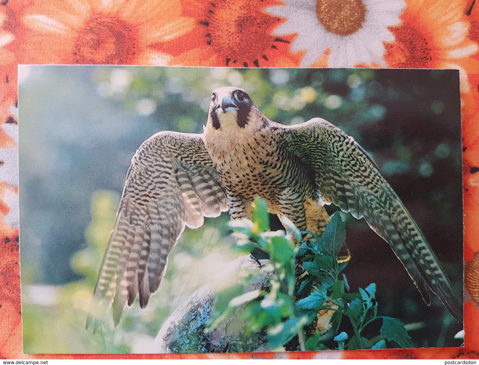 Falcon - Old USSR   Postcard  Falco /  FAUCON -  1985 - Oiseaux