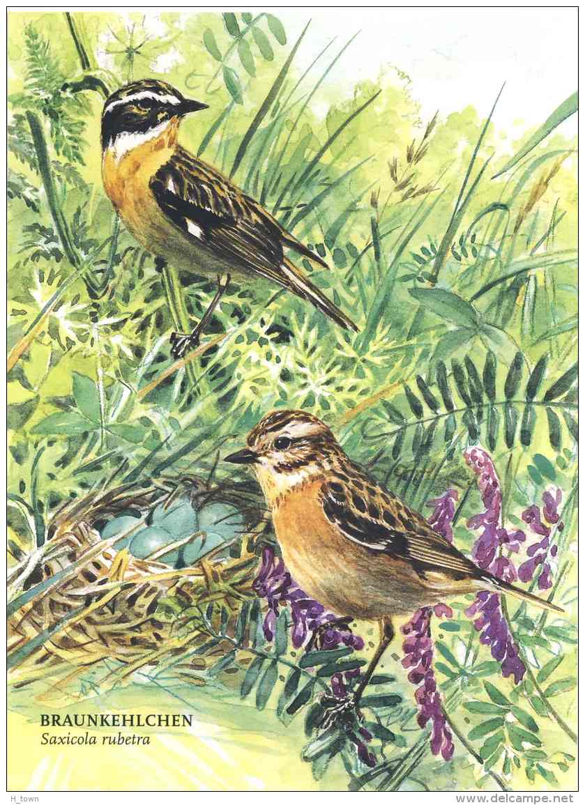 6177  Tarier Des Prés (Saxicola Rubetra): Cpa D'Allemagne -  Whinchat  Postcard From Germany - Oiseaux