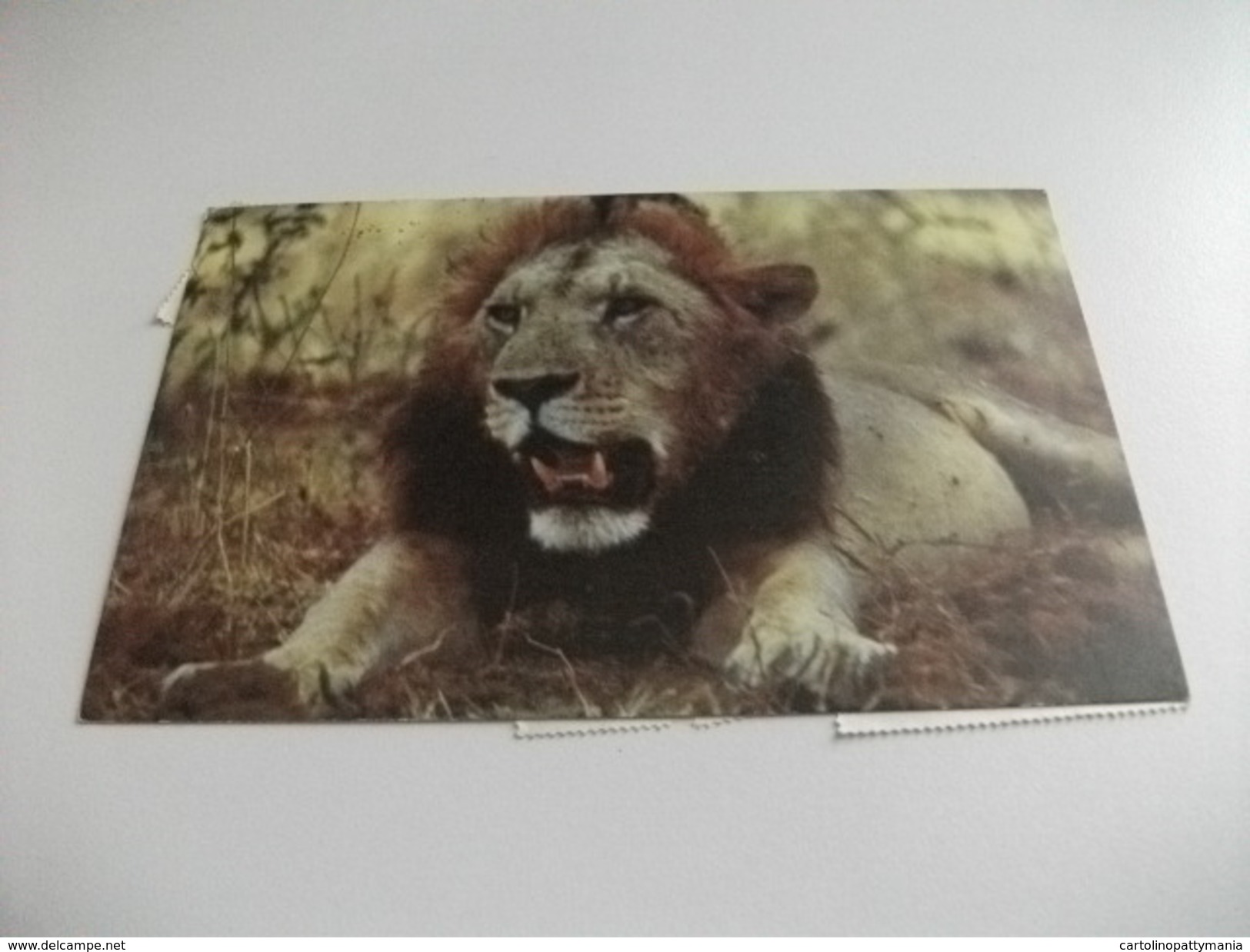 STORIA POSTALE FRANCOBOLLO COMMEMORATIVO TANZANIA LION LEONE - Lions