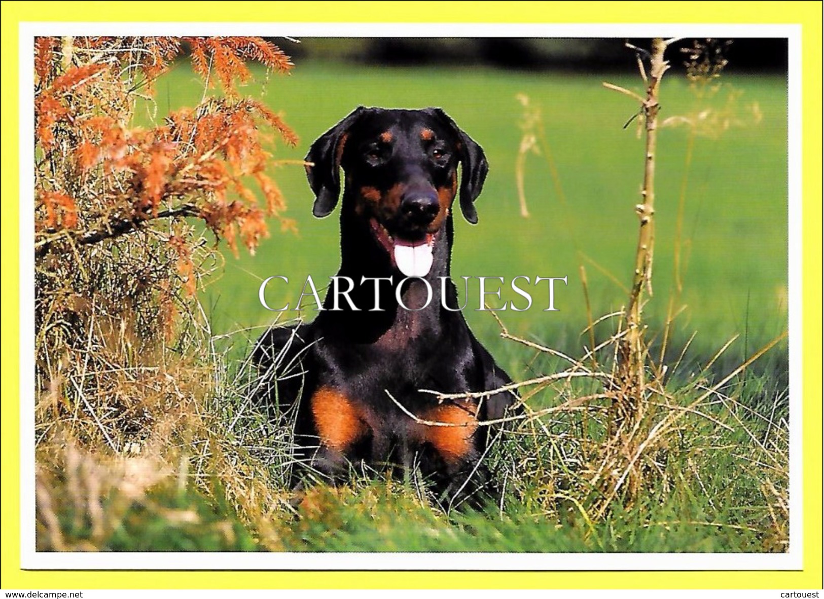 ♥♥♣♣☺♣♣ Hund &#x263C; Dog &#x263C; Dobermann - - Chiens