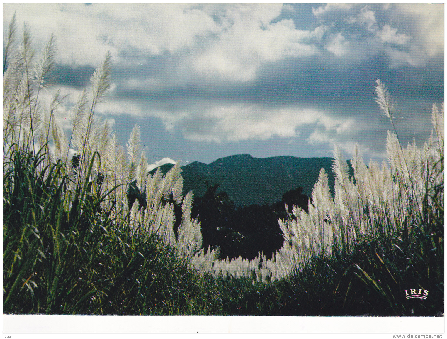 Guadeloupe (971) - Champ De Canne à Sucre En Fleurs - Vue Sur Les Mornes - Autres & Non Classés