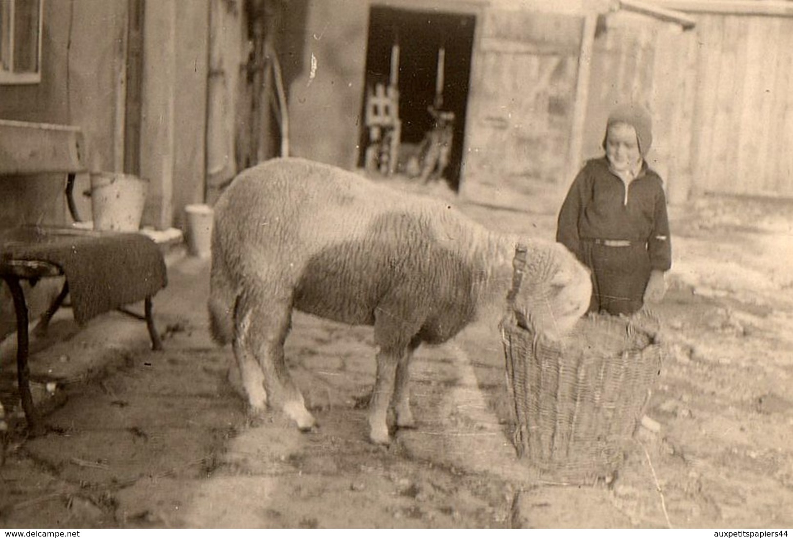 Photo Originale Animaux - Mouton Au Collier Apprivoisé Par Un Gamin Dans La Cour De Ferme Vers 1940/50 - Personnes Anonymes