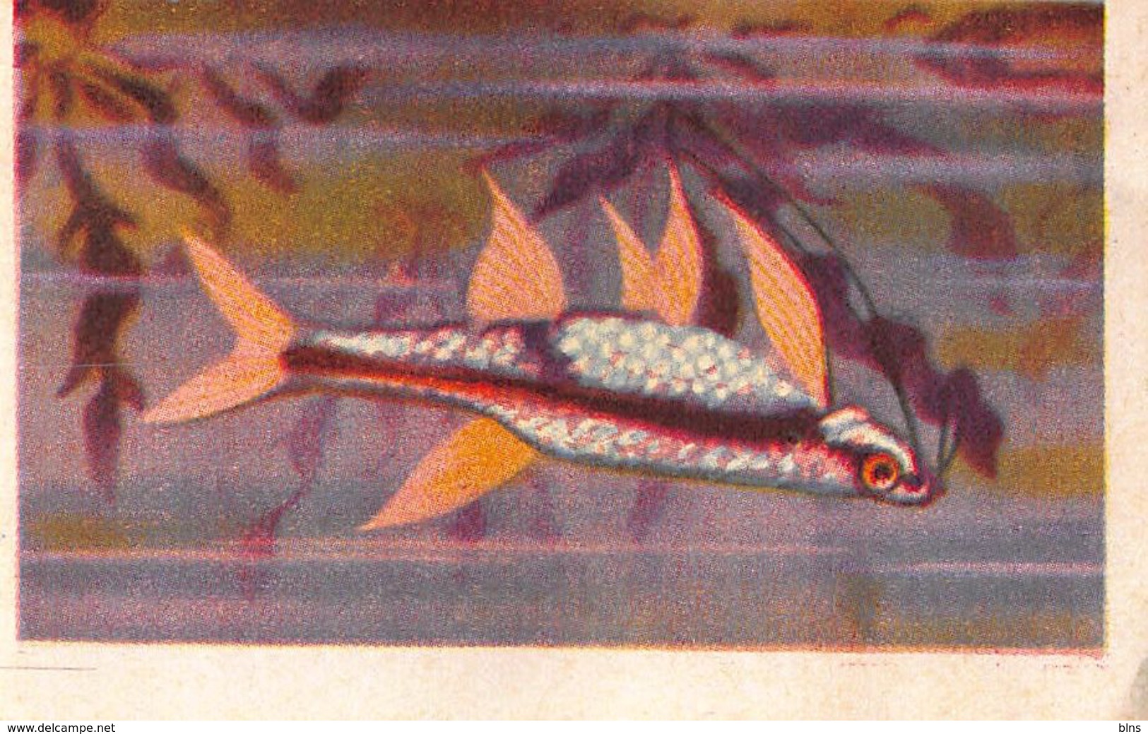 Lot 9 chromos Aiglon - Poissons