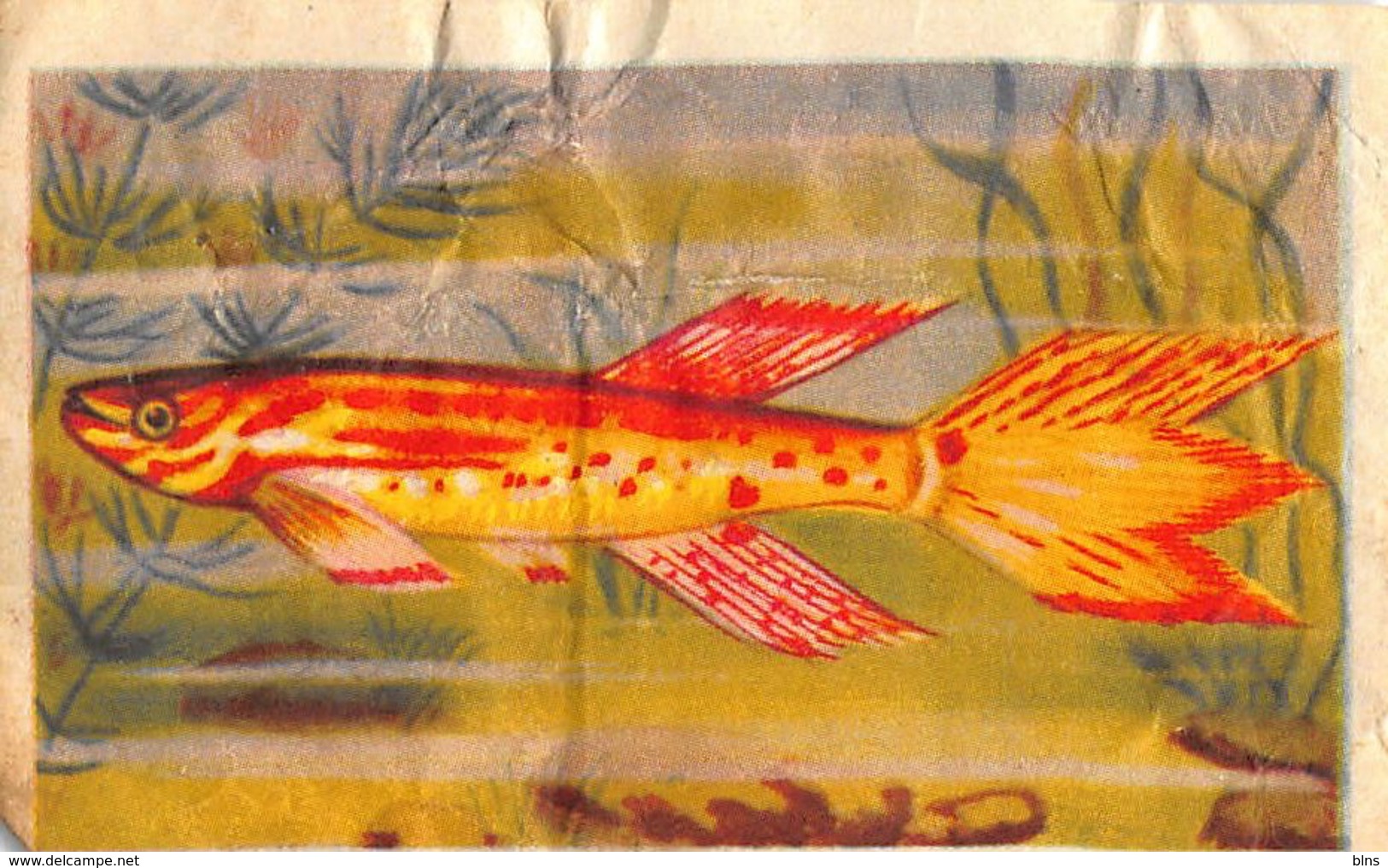 Lot 9 chromos Aiglon - Poissons