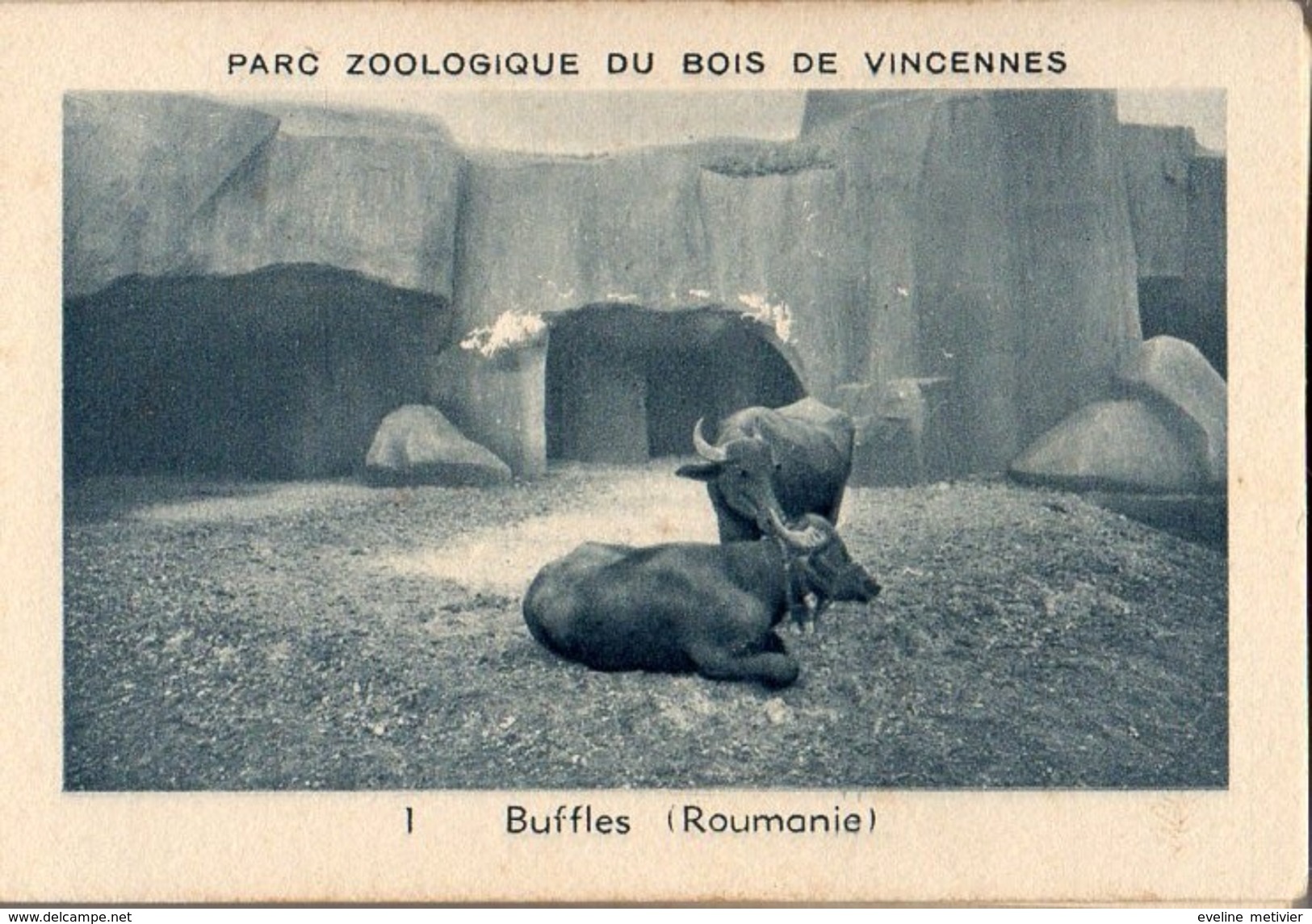 MUSEUM NATIONAL D'Histoire Naturelle PARC ZOOLOGIQUE Du BOIS De VINCENNES 50 VUES - Otros & Sin Clasificación