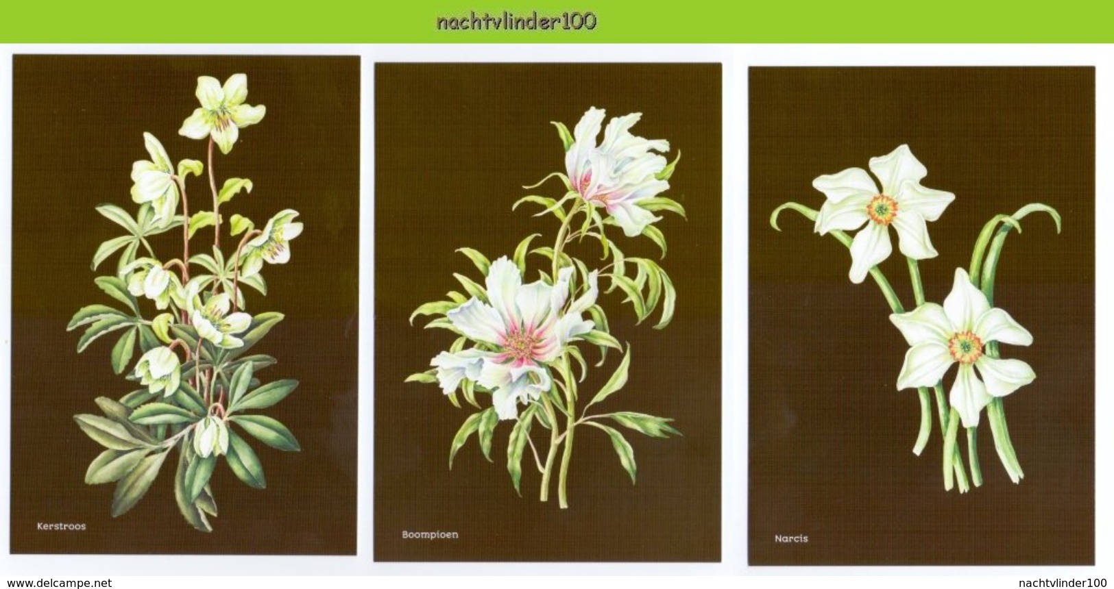 MR998b FLORA BLOEMEN SERING AKKERWINDE JANNEKE BRINKMAN-SALENTIJN FLOWERS BLUMEN FLEURS FLORES NEDERLAND 2017 POSTCARD - Bloemen