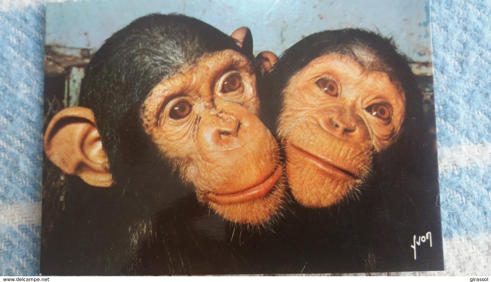 CPM SINGES ET SINGERIES CHIMPANZE YVON - Singes