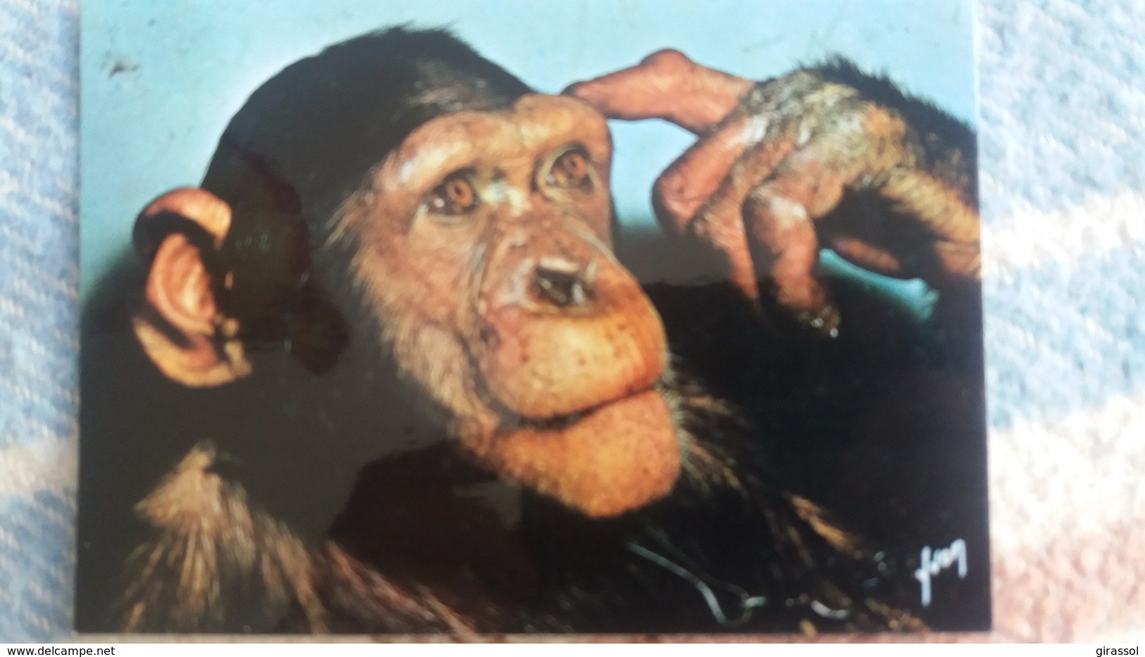 CPM SINGES ET SINGERIES CHIMPANZE PENSEUR YVON - Singes