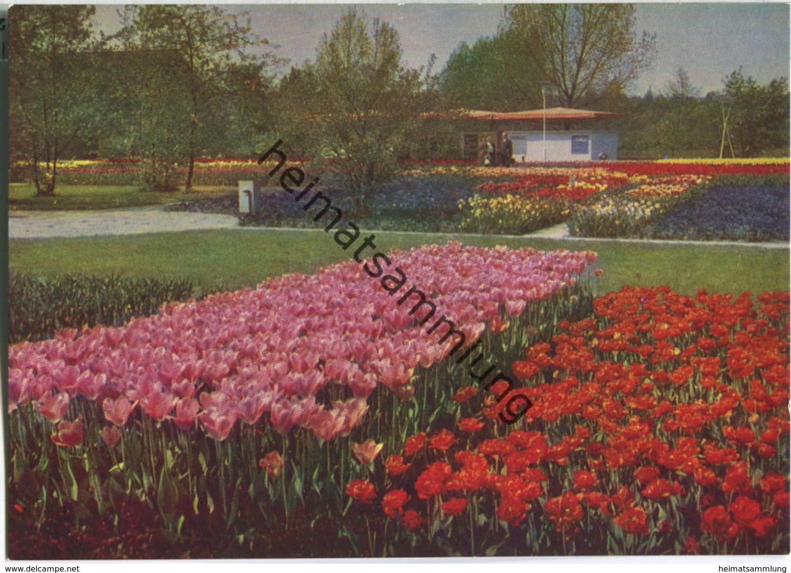 Erfurt - Internationale Gartenbauausstellung - Tulpenfelder - Erfurt