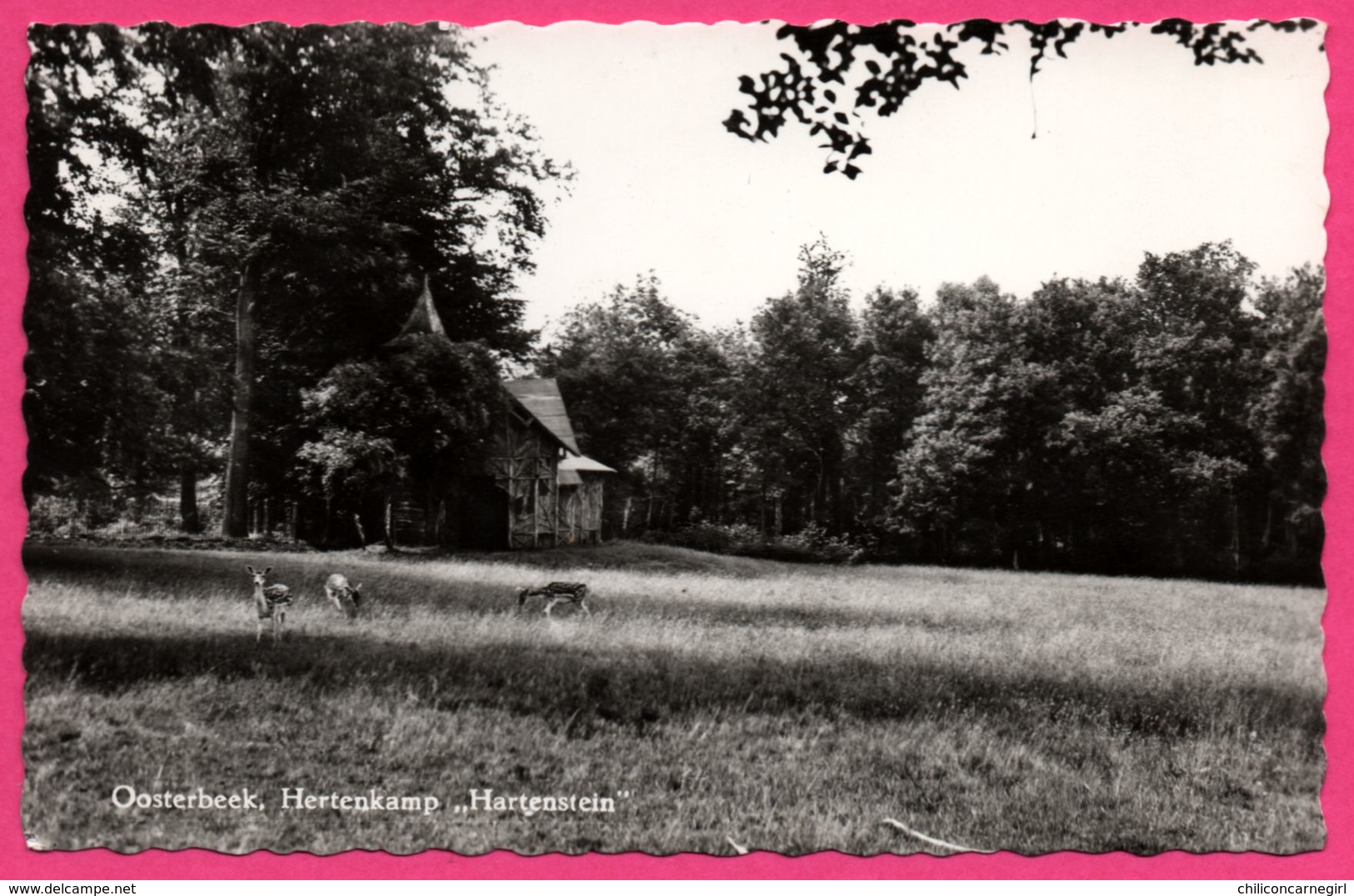 Oosterbeek Hertenkamp - " Hartenstein " - Camp De Cerfs - EMDEEHA - Oosterbeek