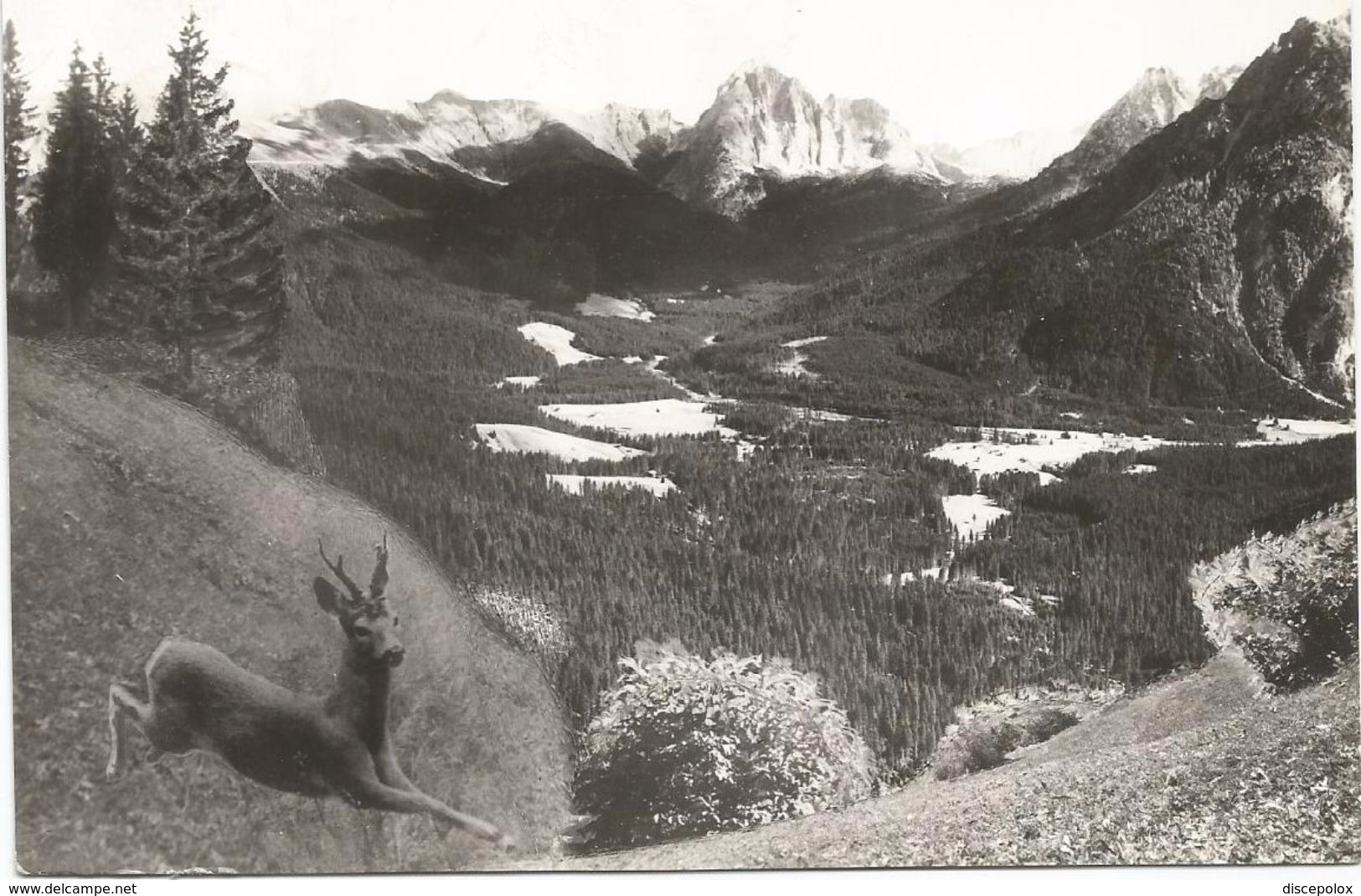 Y3814 Val Visdende (Belluno) - Panorama Col Monte Peralba - Cervo Cerf Reh Hert Ciervo Deer Hirsch / Viaggiata 1969 - Altri & Non Classificati