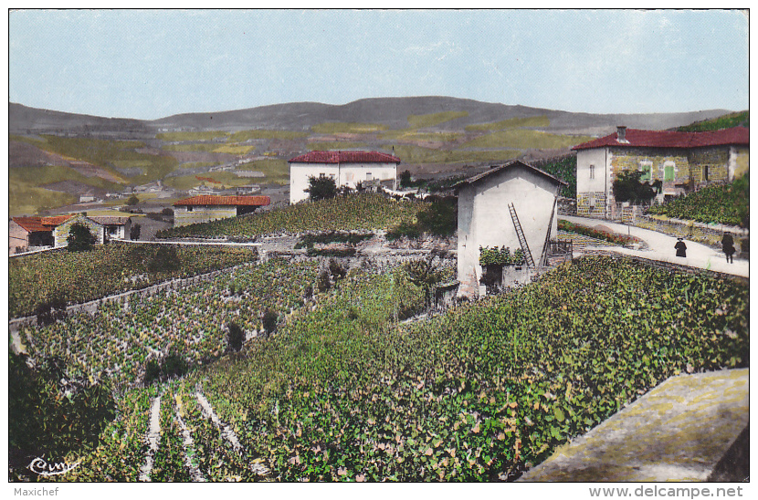 Chiroubles - Le Gourd Durand (quelques Maisons Au Milieu Des Vignes) Pas Circulé, Couleur - Chiroubles