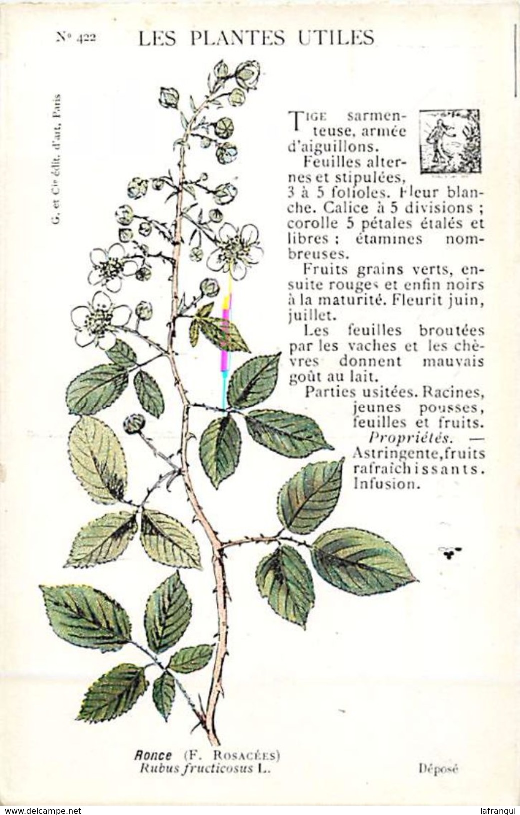 -themes Div- Ref R663- Illustrateurs - Illustrateur Fleurs - Plantes Medicinales -les Plantes Utiles - Ronce - - Geneeskrachtige Planten