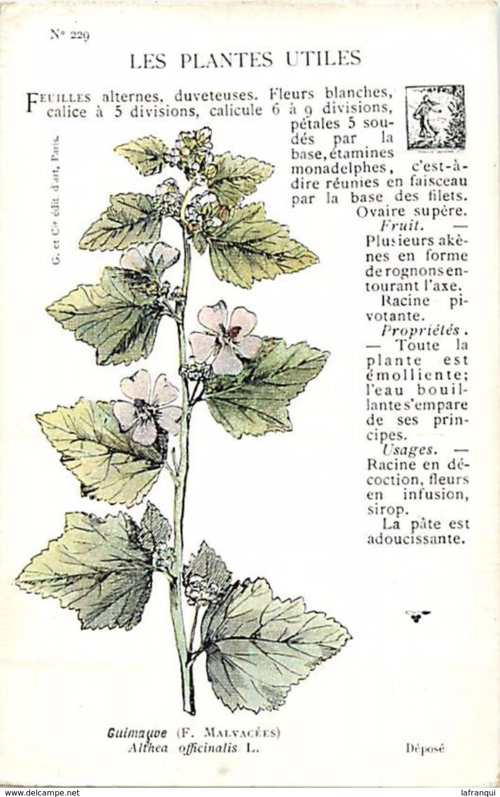 -themes Div- Ref R662- Illustrateurs - Illustrateur Fleurs - Plantes Medicinales -les Plantes Utiles - Guimauve  - - Plantes Médicinales