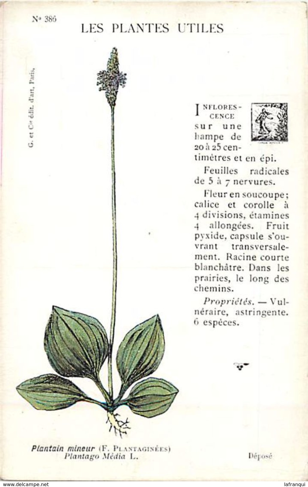 -themes Div- Ref R661- Illustrateurs - Illustrateur Fleurs - Plantes Medicinales -les Plantes Utiles - Plantain Mineur - - Plantes Médicinales