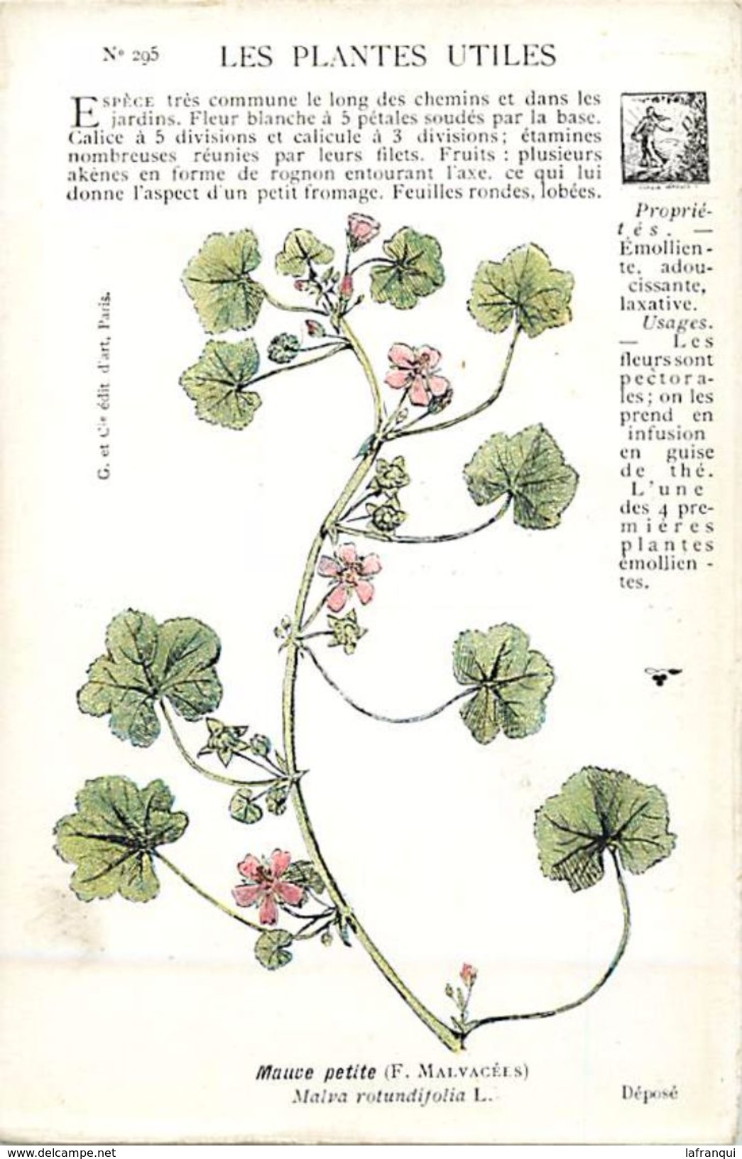 -themes Div- Ref R660- Illustrateurs - Illustrateur Fleurs - Plantes Medicinales -les Plantes Utiles - Mauve Petite  - - Plantas Medicinales