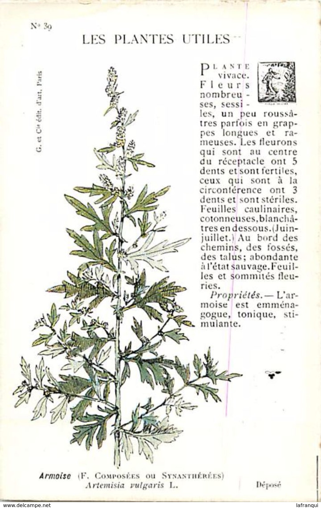 -themes Div- Ref R659- Illustrateurs - Illustrateur Fleurs - Plantes Medicinales -les Plantes Utiles - L Armoise   - - Plantes Médicinales