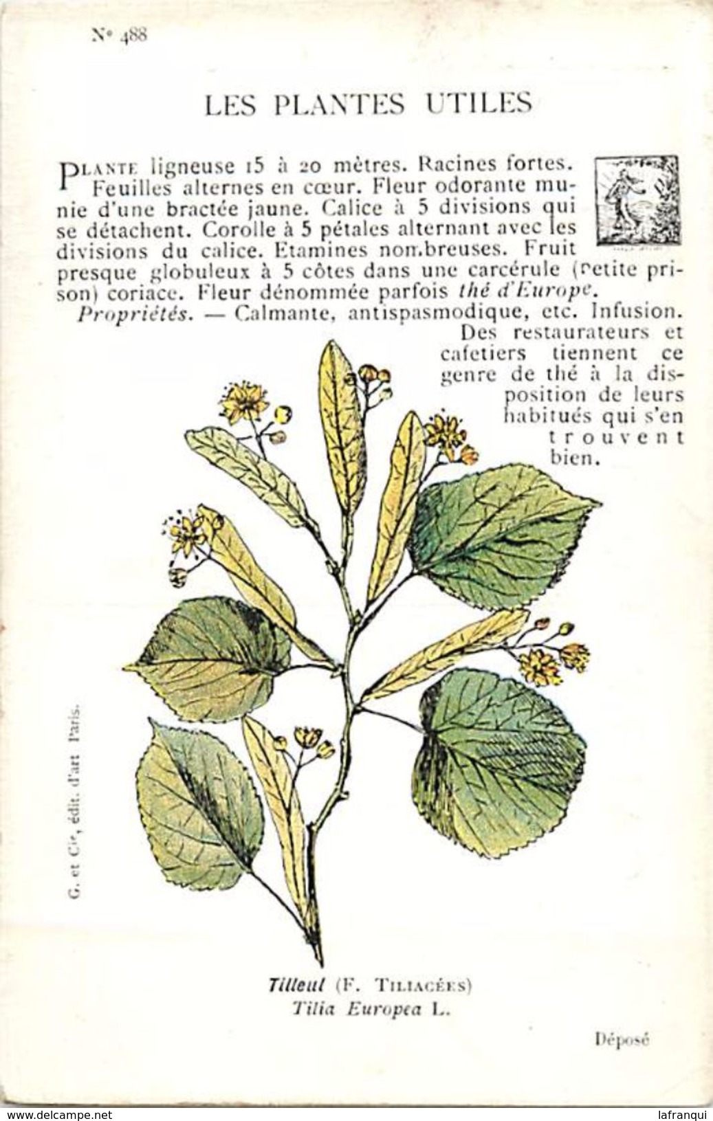 -themes Div- Ref R657- Illustrateurs - Illustrateur Fleurs - Plantes Medicinales -les Plantes Utiles - Tilleul  - - Plantas Medicinales