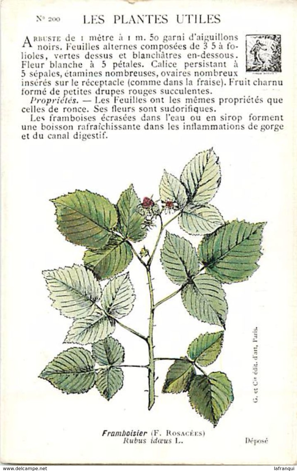 -themes Div- Ref R656- Illustrateurs - Illustrateur Fleurs - Plantes Medicinales -les Plantes Utiles - Framboisier  - - Geneeskrachtige Planten