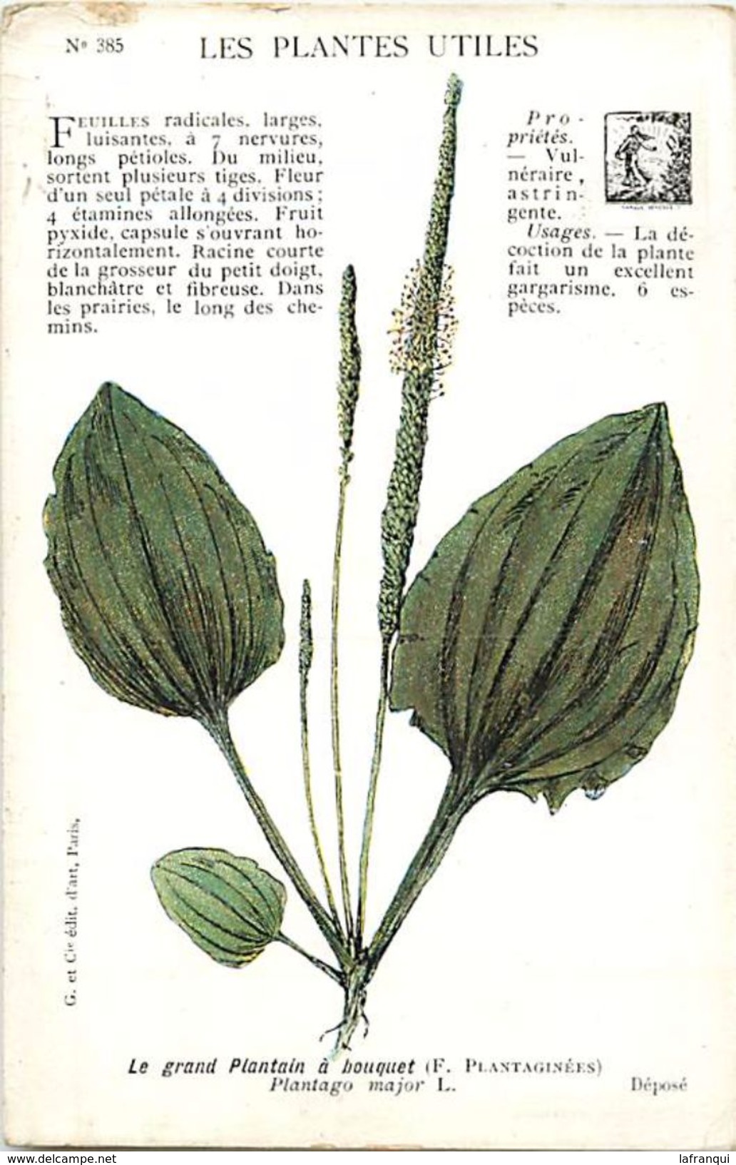 -themes Div- Ref R654- Illustrateurs - Illustrateur Fleurs - Plantes Medicinales -les Plantes Utiles -grand Plantain A - - Plantes Médicinales