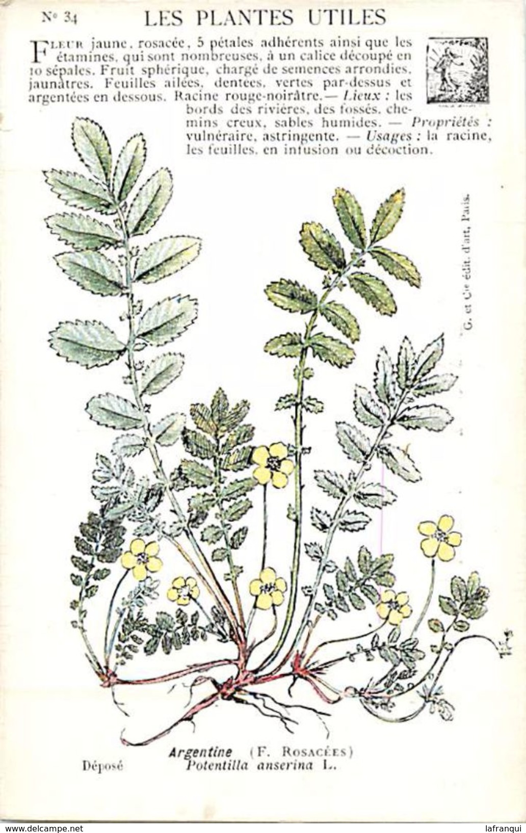 -themes Div- Ref R651- Illustrateurs - Illustrateur Fleurs - Plantes Medicinales -les Plantes Utiles - Argentine   - - Medicinal Plants