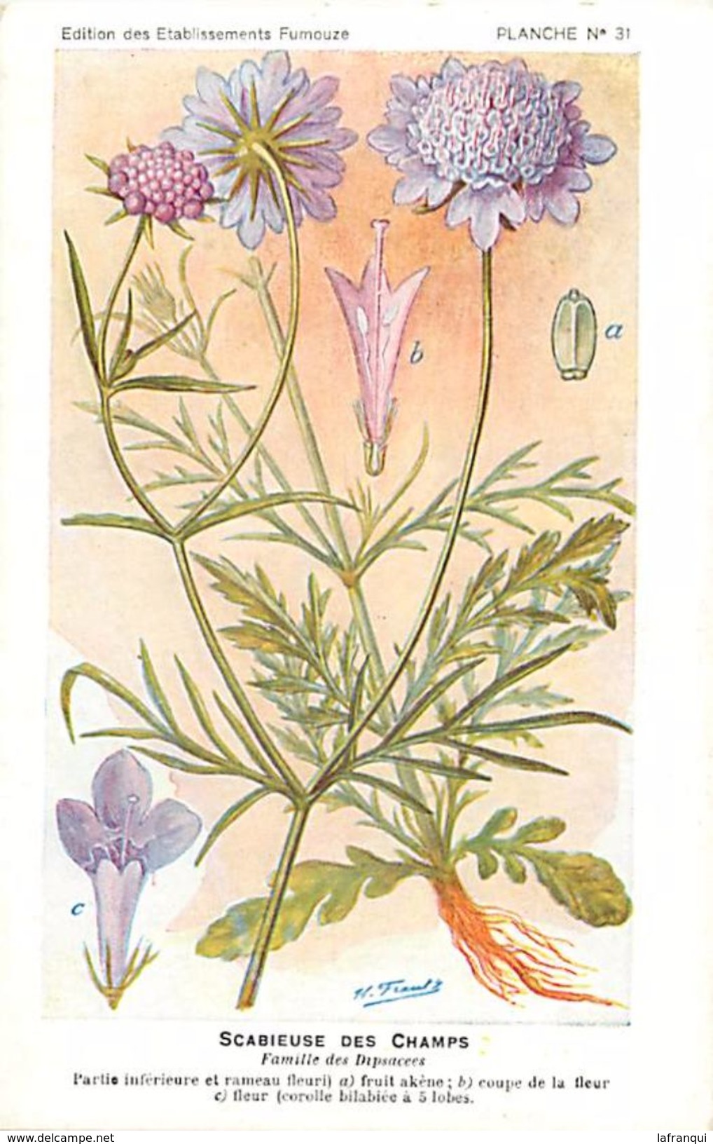 -themes Div- Ref R650- Illustrateurs - Illustrateur Fleurs - Plantes Medicinales -les Plantes Utiles -scabieuse Des Cham - Plantes Médicinales